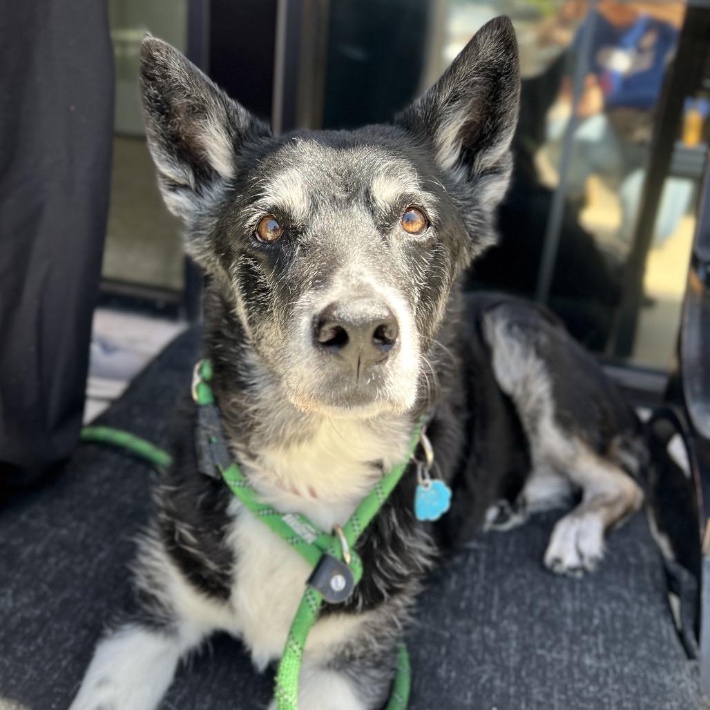 Tonita, a Adoptable mixed breed in Salt Lake City, UT image 3/6