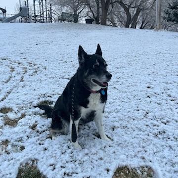 Enlarge Tonita, a Adoptable mixed breed in Salt Lake City, UT image 2/6