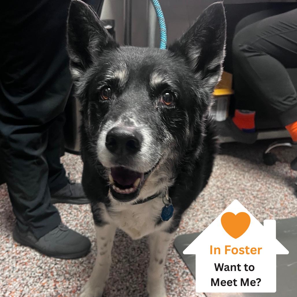 Enlarge Tonita, a Adoptable mixed breed in Salt Lake City, UT image 3/6