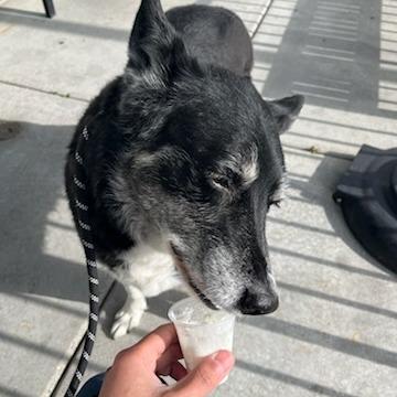 Enlarge Tonita, a Adoptable mixed breed in Salt Lake City, UT image 5/6