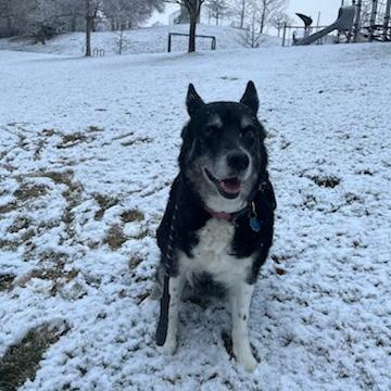 Enlarge Tonita, a Adoptable mixed breed in Salt Lake City, UT image 6/6
