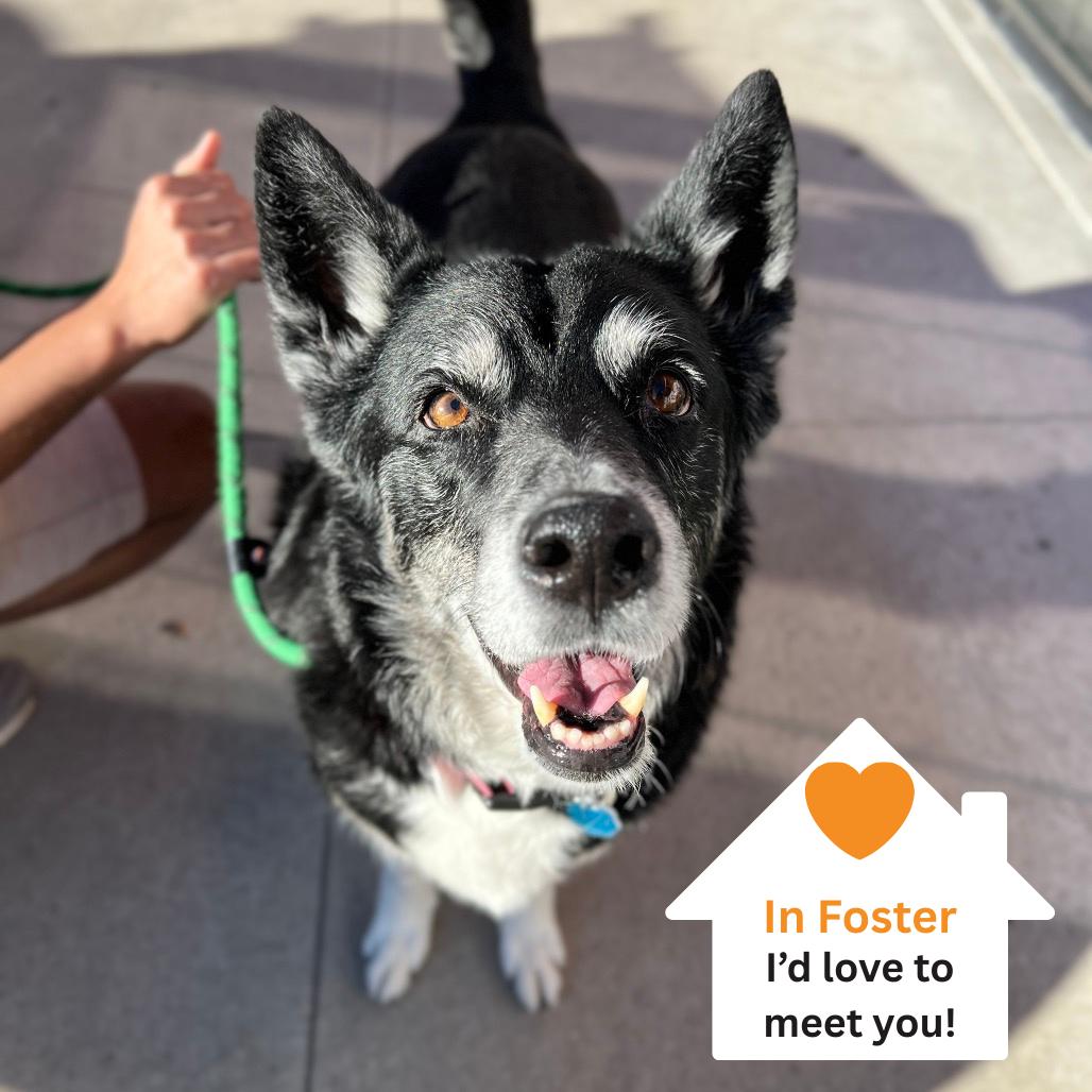 Enlarge Tonita, a Adoptable mixed breed in Salt Lake City, UT image 6/6