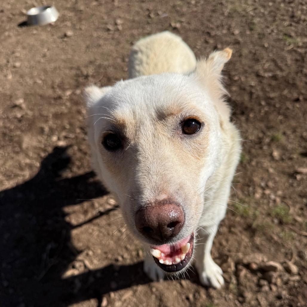Enlarge Tomato-in foster!, a Adoptable mixed breed in Flagstaff, AZ image 1/6