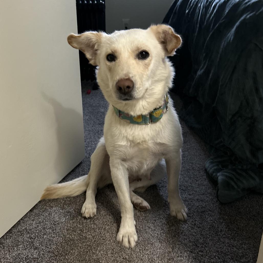 Enlarge Tomato-in foster!, a Adoptable mixed breed in Flagstaff, AZ image 2/6