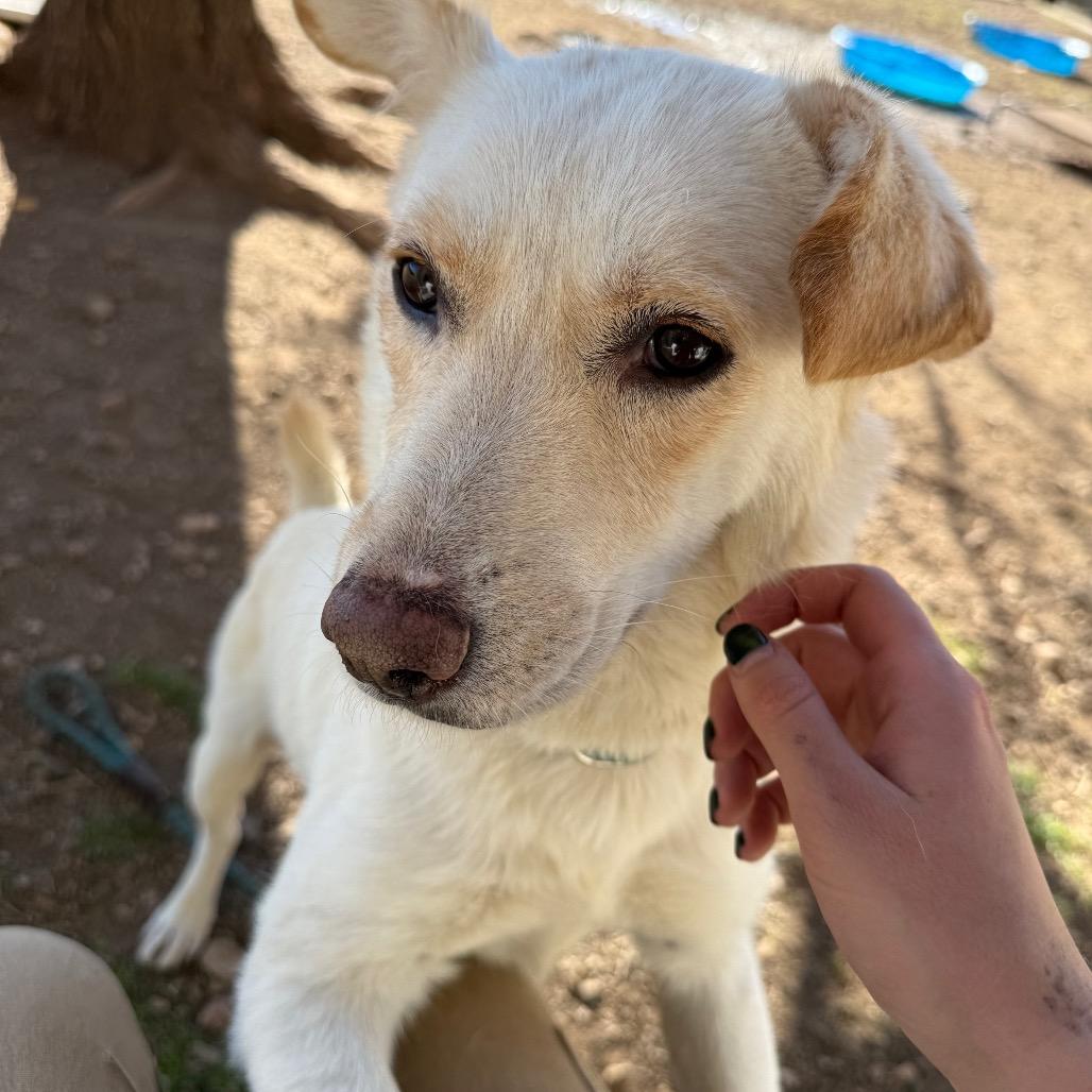 Enlarge Tomato-in foster!, a Adoptable mixed breed in Flagstaff, AZ image 3/6