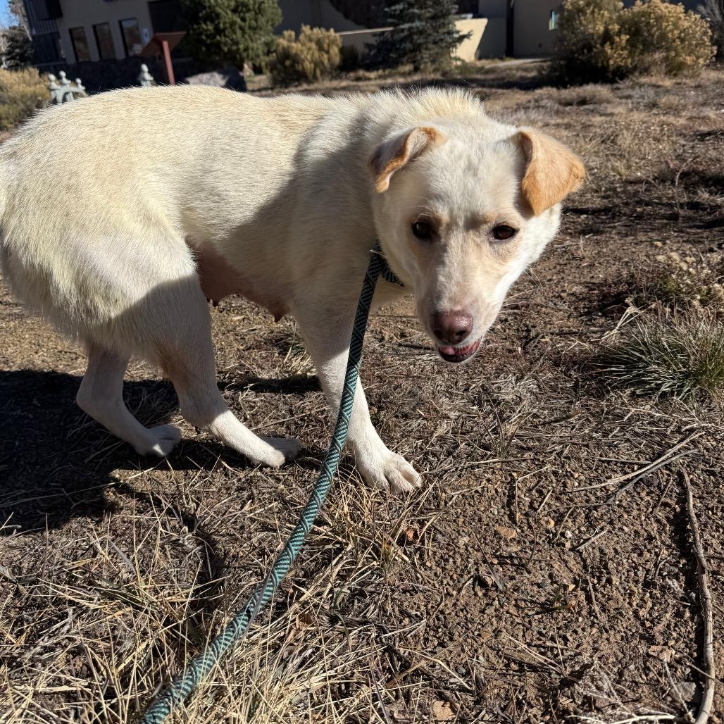 Tomato - Sweet Girl Looking For a Loving Home!, a Adoptable Cattle Dog in Flagstaff, AZ image 1/6