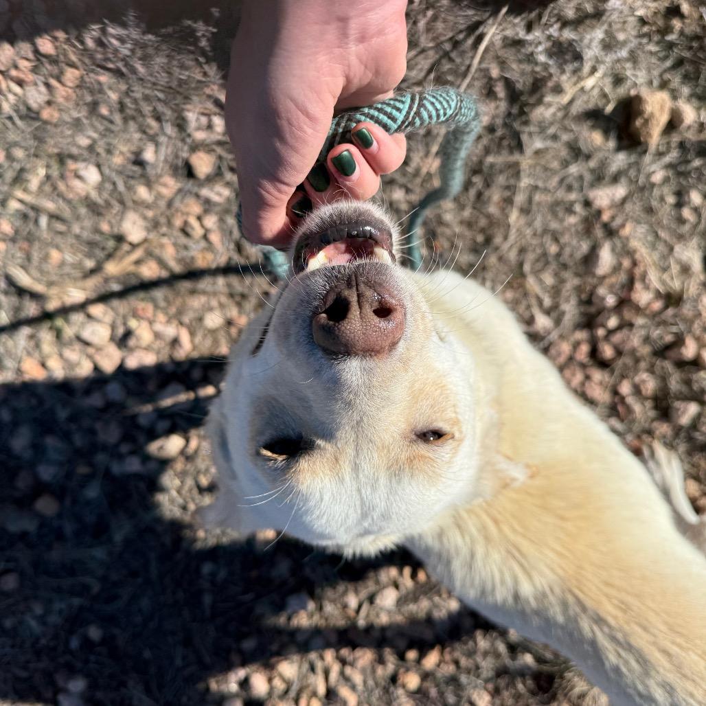 Tomato - Sweet Girl Looking For a Loving Home!, a Adoptable Cattle Dog in Flagstaff, AZ image 2/6