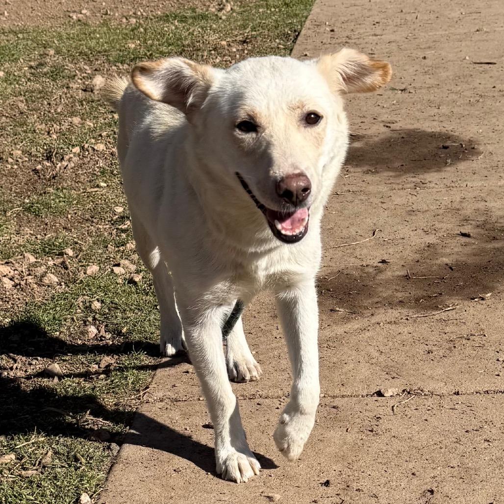Enlarge Tomato-in foster!, a Adoptable mixed breed in Flagstaff, AZ image 5/6