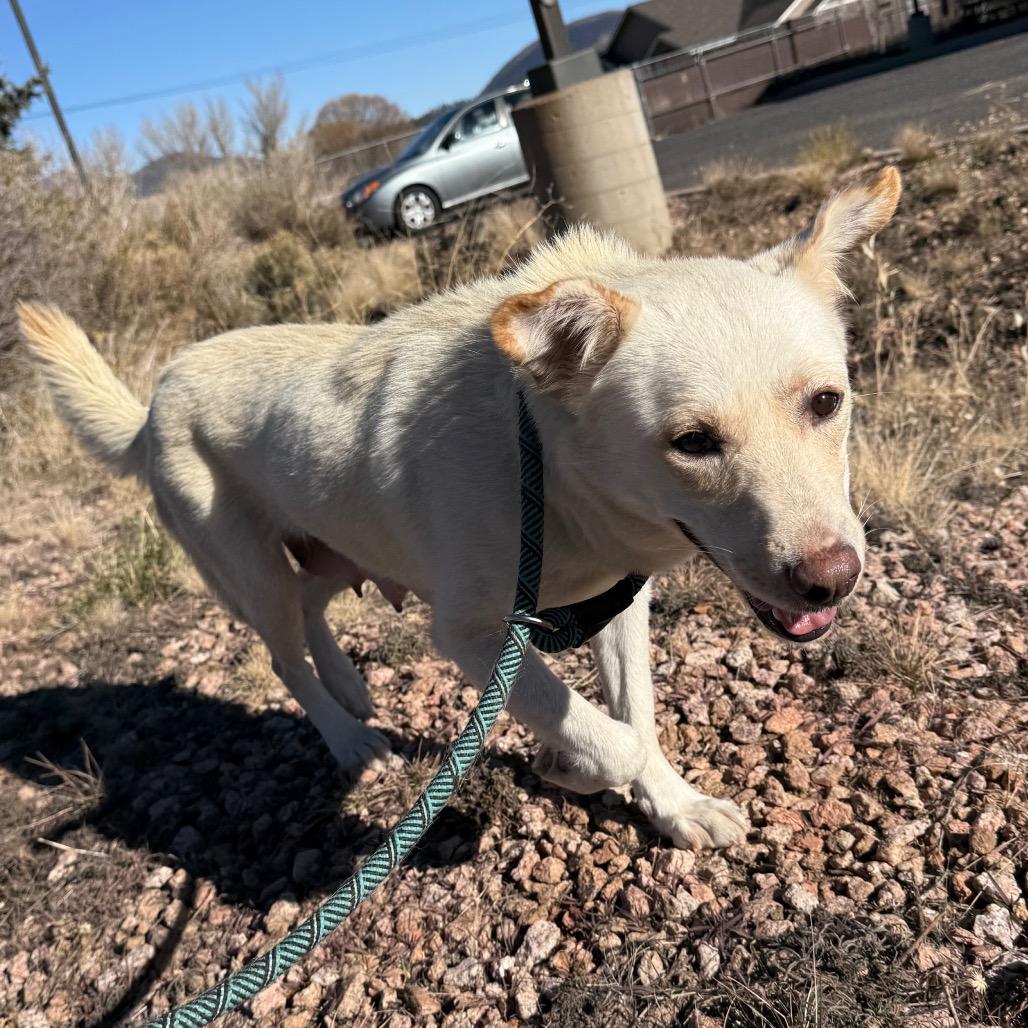 Tomato - Sweet Girl Looking For a Loving Home!, a Adoptable Cattle Dog in Flagstaff, AZ image 3/6
