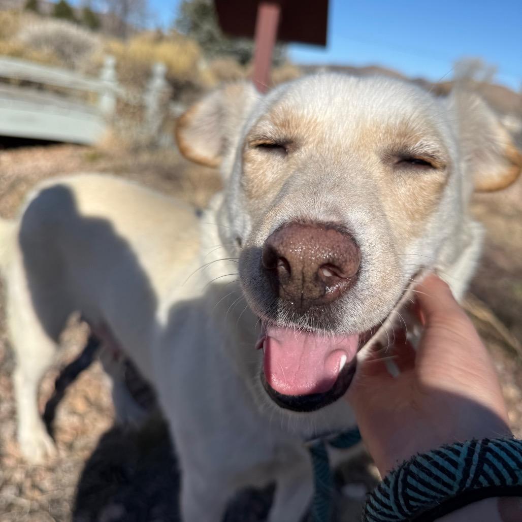 Tomato - Sweet Girl Looking For a Loving Home!, a Adoptable Cattle Dog in Flagstaff, AZ image 4/6