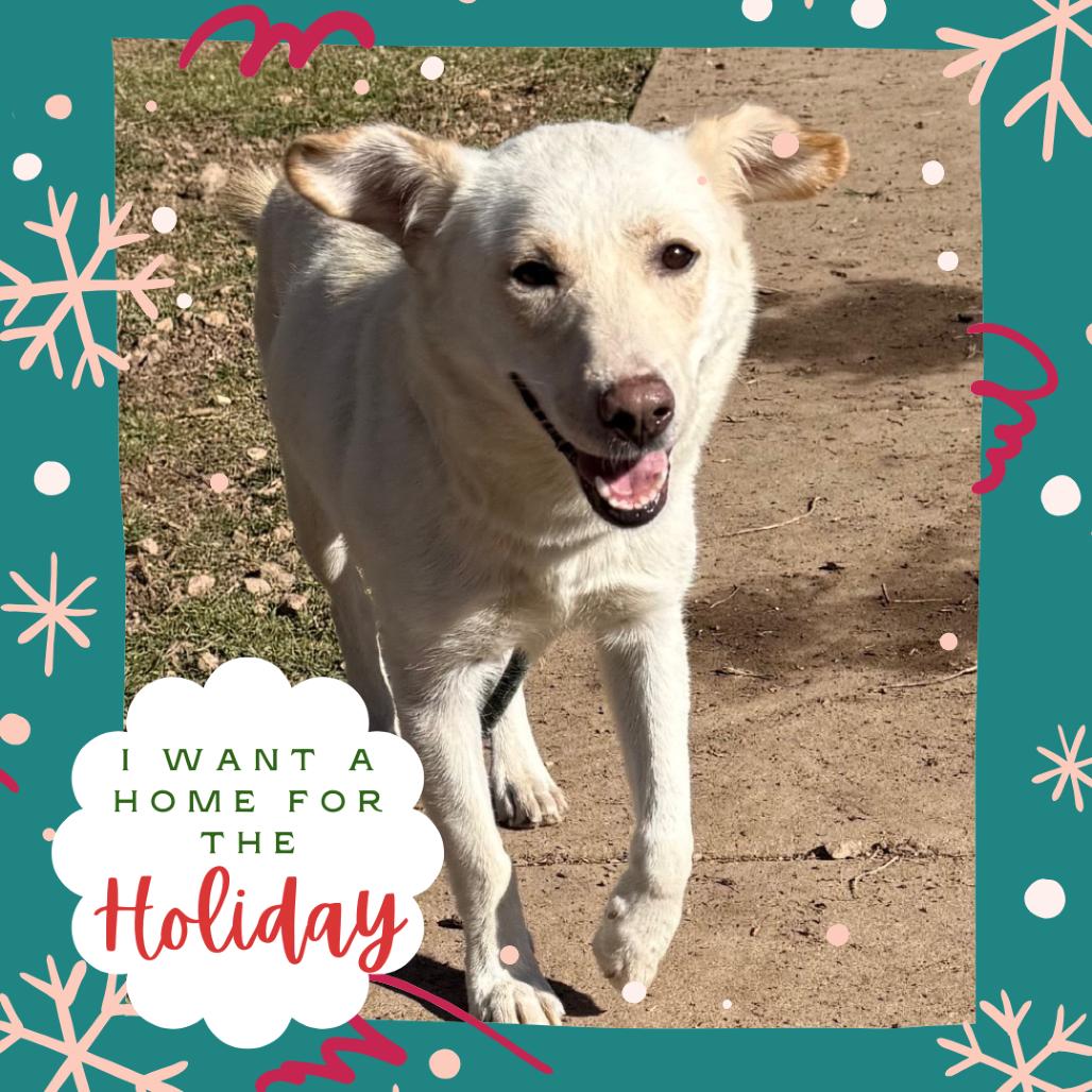 Tomato - Sweet Girl Looking For a Loving Home!, a Adoptable Cattle Dog in Flagstaff, AZ image 5/6