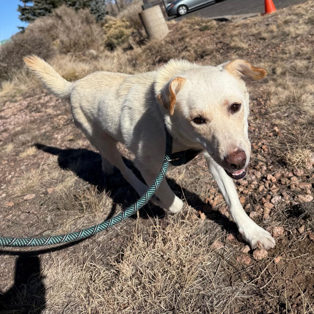 Tomato - Sweet Girl Looking For a Loving Home!, a Adoptable Cattle Dog in Flagstaff, AZ image 6/6