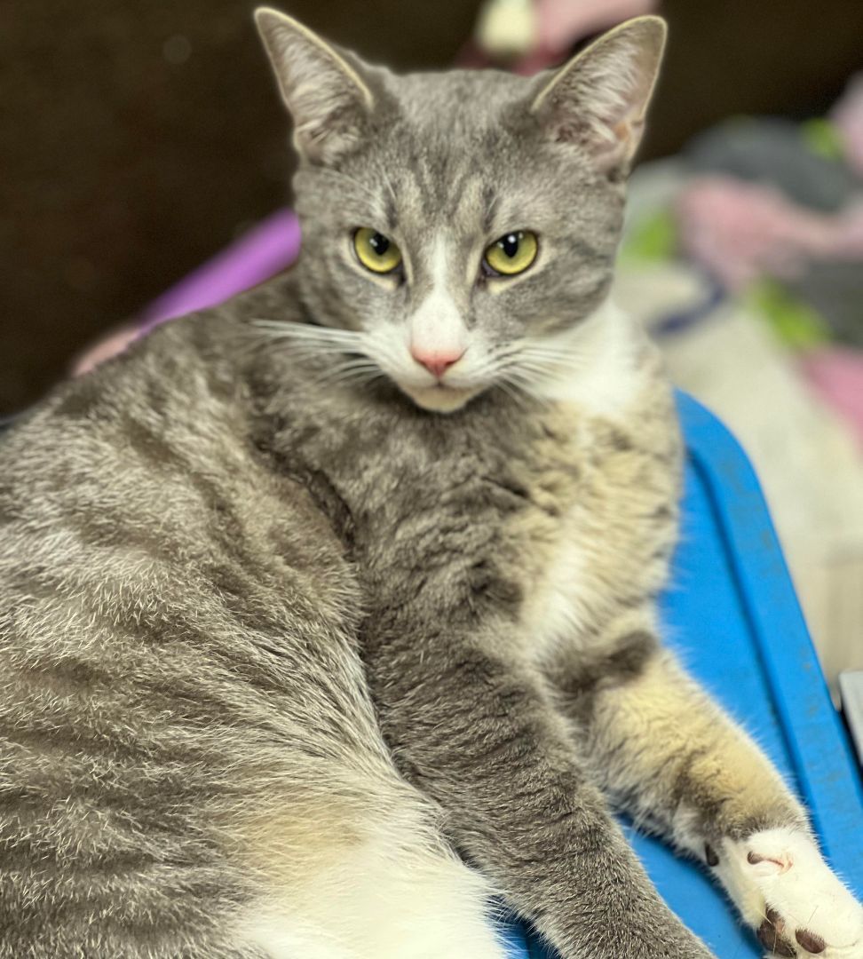 Squeak, a Adoptable Tabby in Marion, NC image 2/4