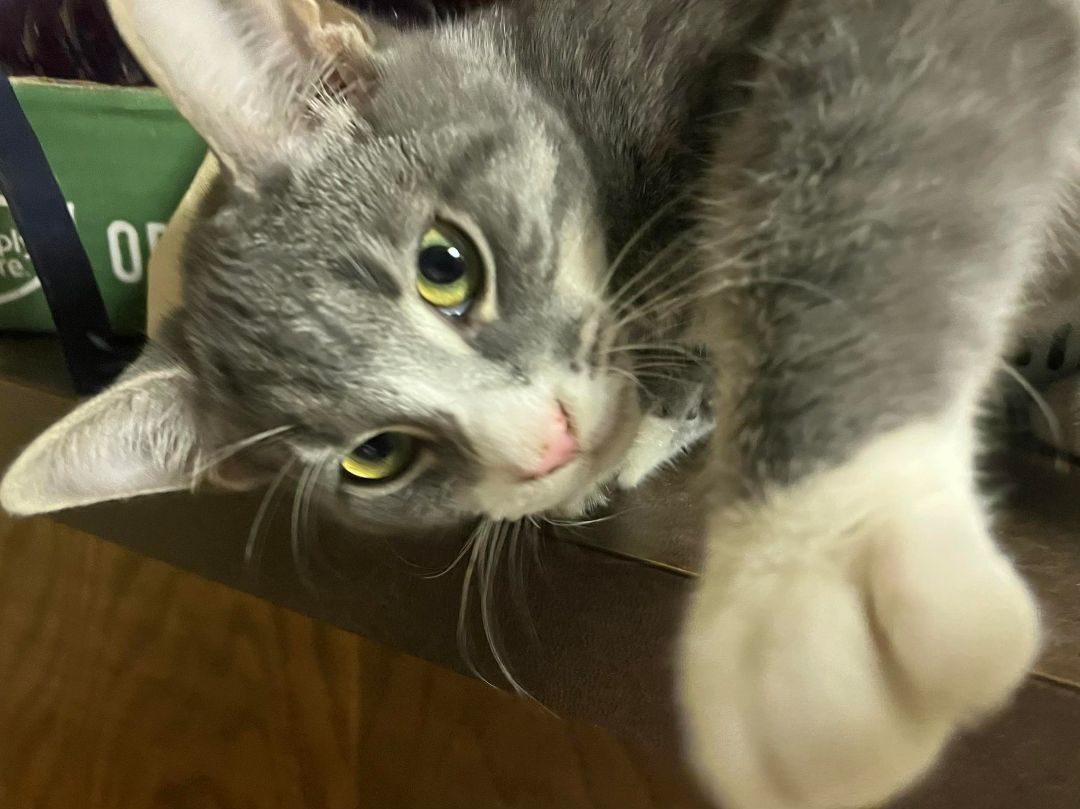 Squeak, a Adoptable Tabby in Marion, NC image 1/4