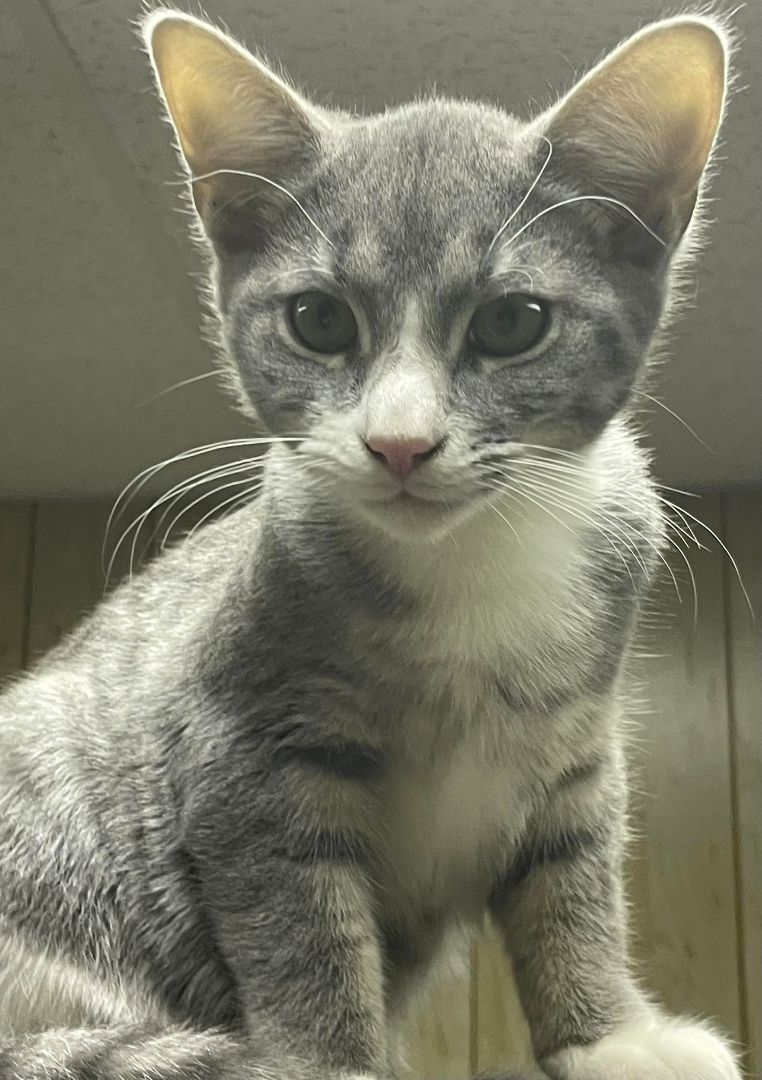 Squeak, a Adoptable Tabby in Marion, NC image 3/4