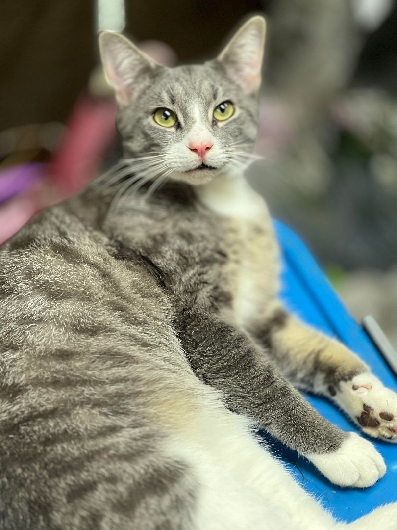 Squeak, a Adoptable Tabby in Marion, NC image 4/4