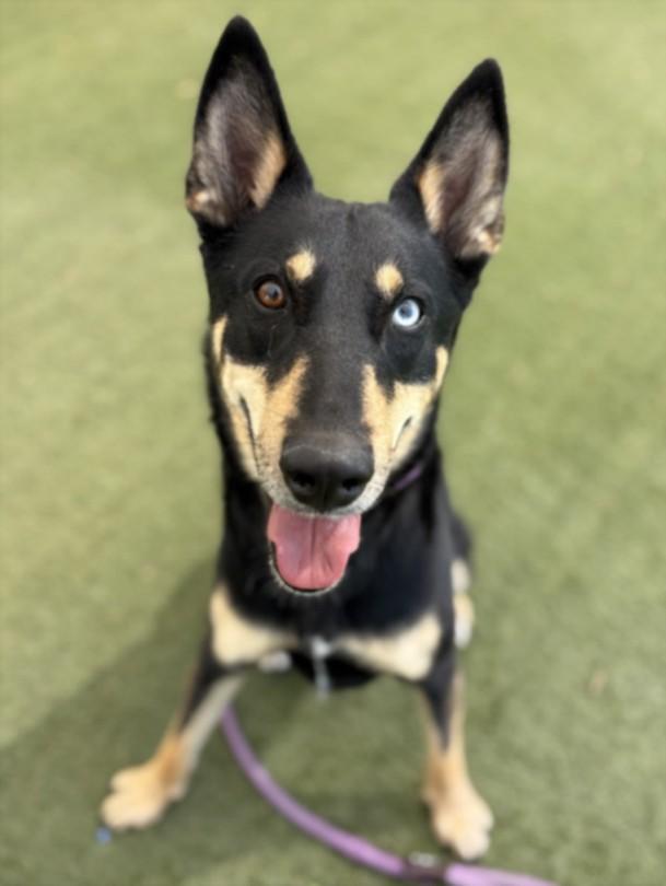 Enlarge LITTLE, a Adoptable Mixed Breed in Los Angeles, CA image 1/1