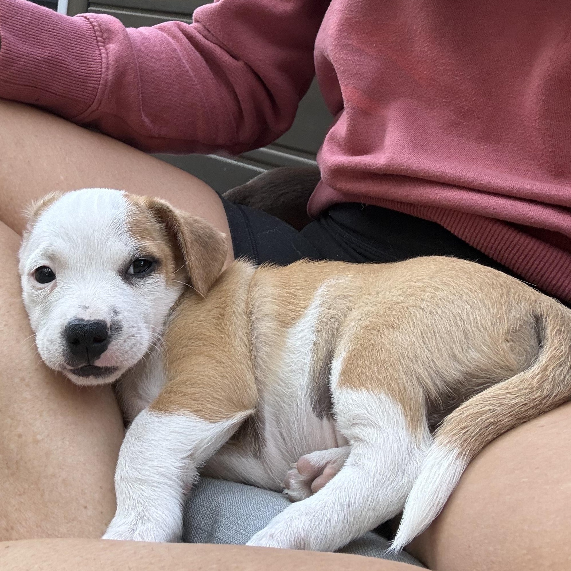 Enlarge Theodore, a Adoptable mixed breed in Penryn, CA image 4/6