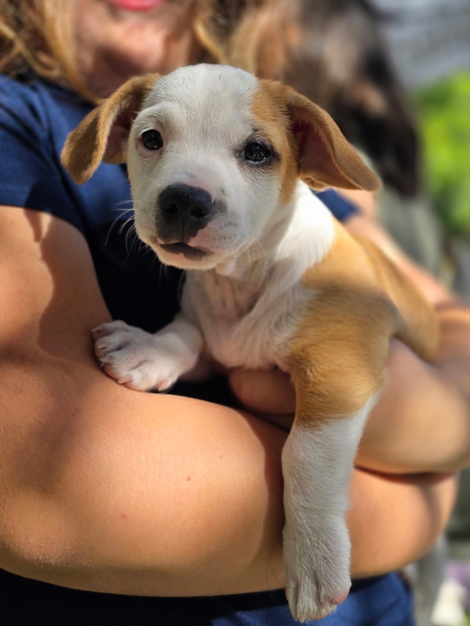 Enlarge Theodore, a Adoptable mixed breed in Penryn, CA image 6/6