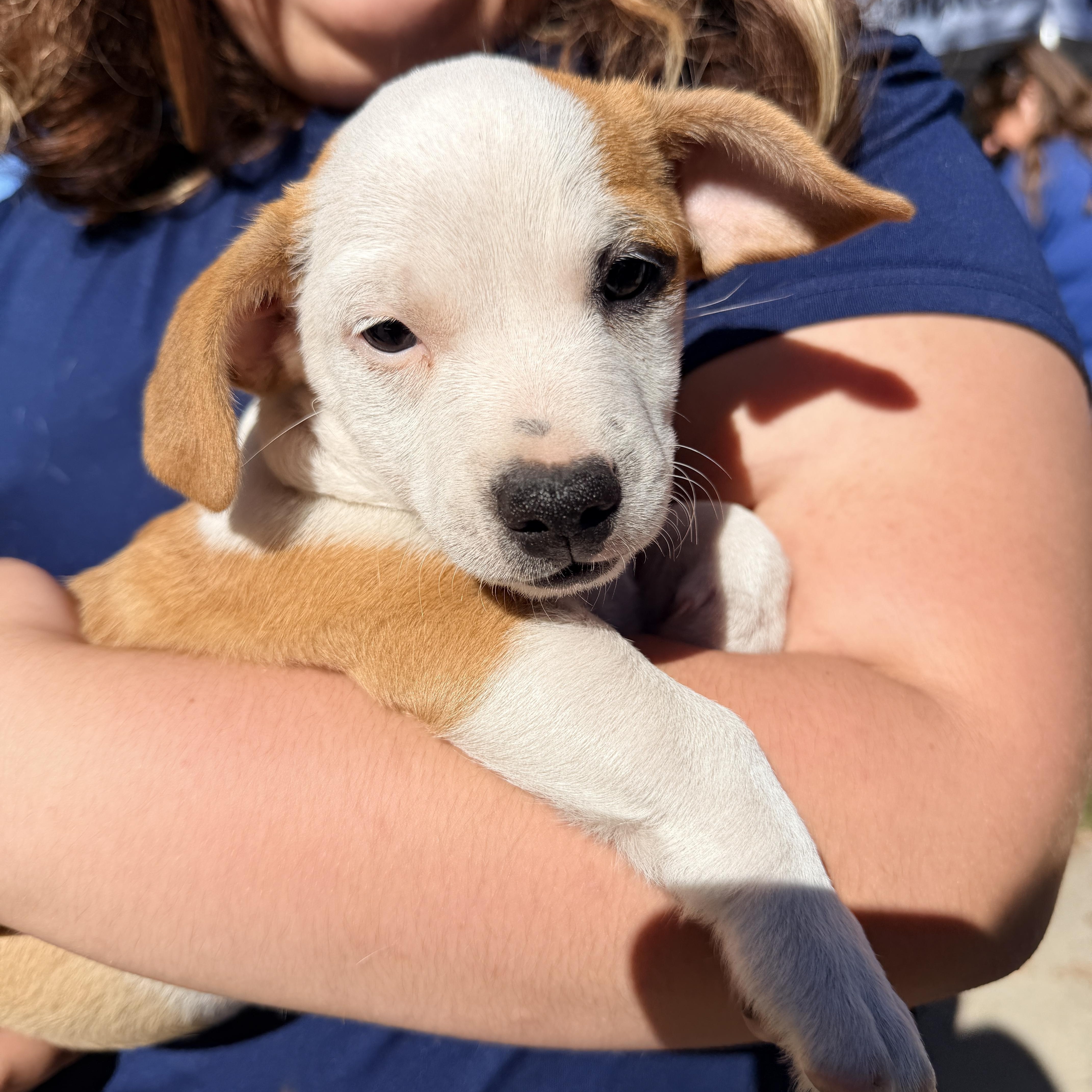Enlarge Theodore, a Adoptable mixed breed in Penryn, CA image 3/6