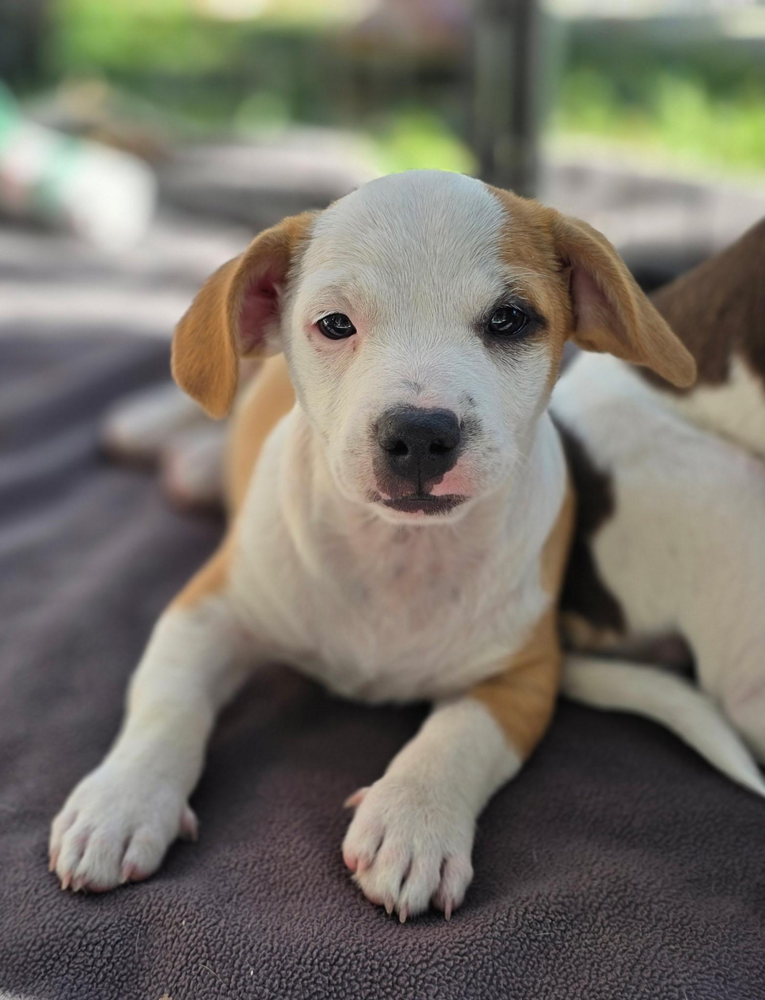 Enlarge Theodore, a Adoptable mixed breed in Penryn, CA image 2/6