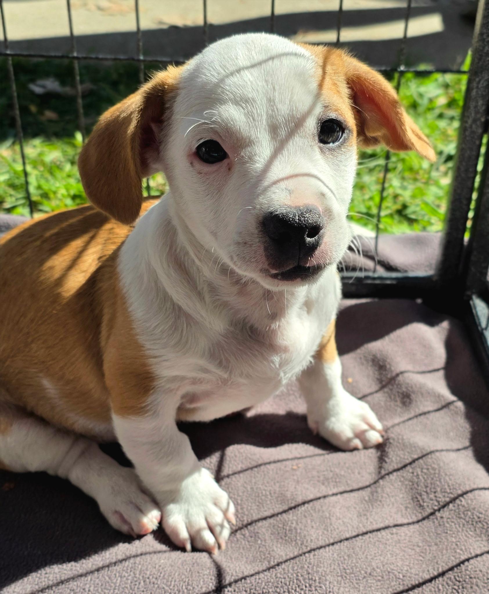 Theodore, Adoptable, Puppy Male Mixed Breed.