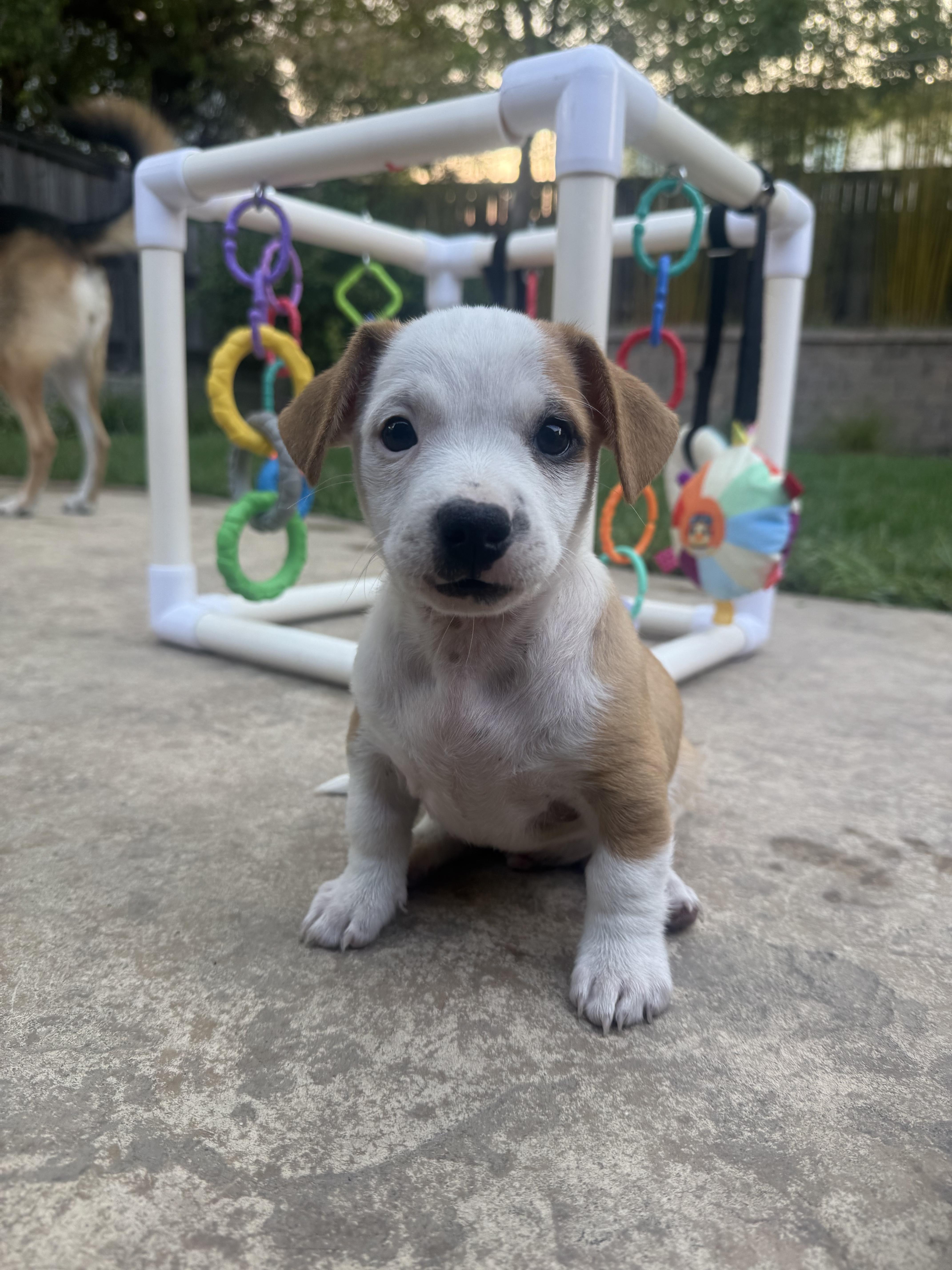 Enlarge Theodore, a Adoptable mixed breed in Penryn, CA image 5/6