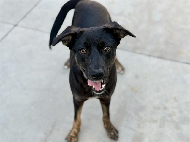 Hope, Adoptable, Puppy Female Border Collie & Black Labrador Retriever.