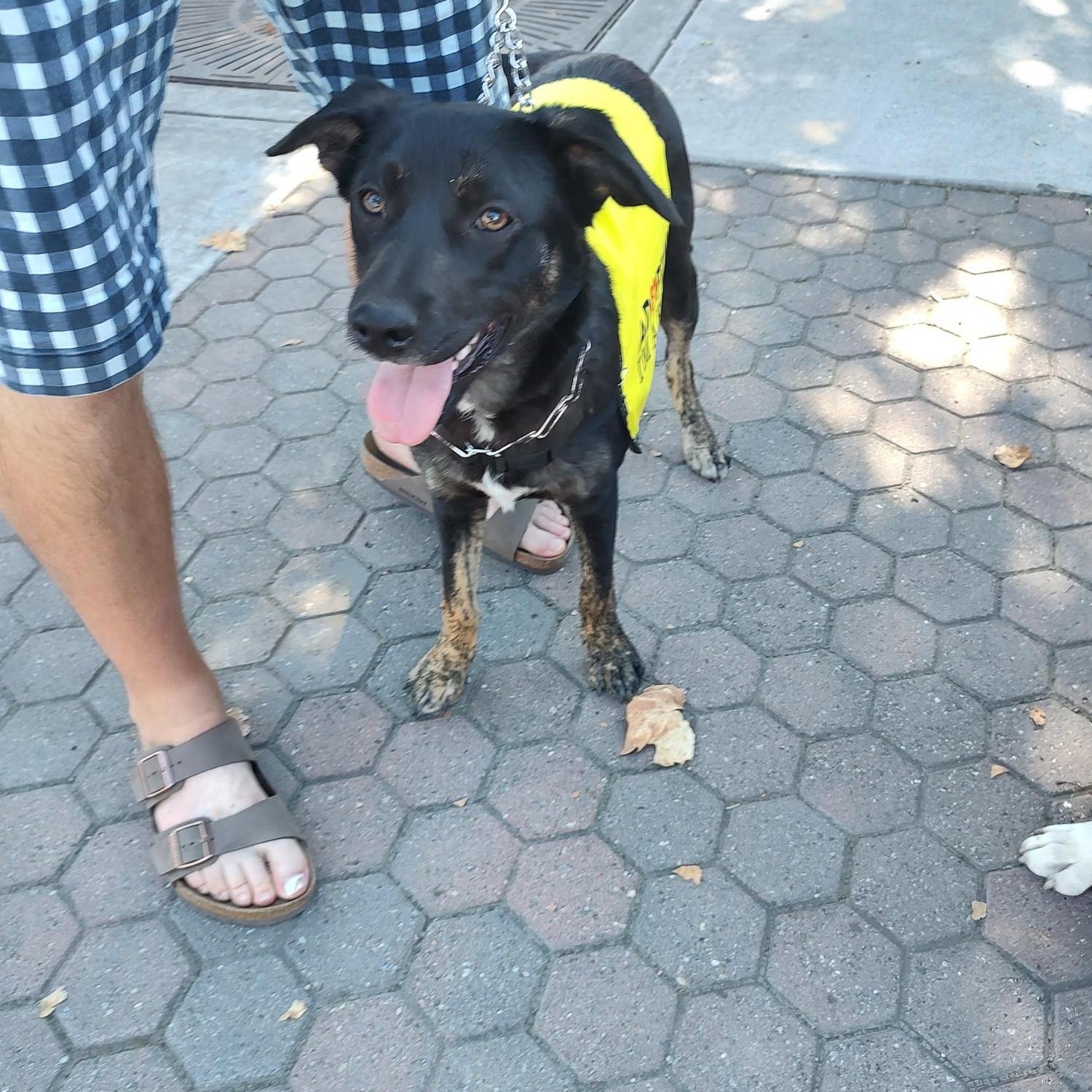 Enlarge Hope, a Adoptable mixed breed in Hollister, CA image 5/5