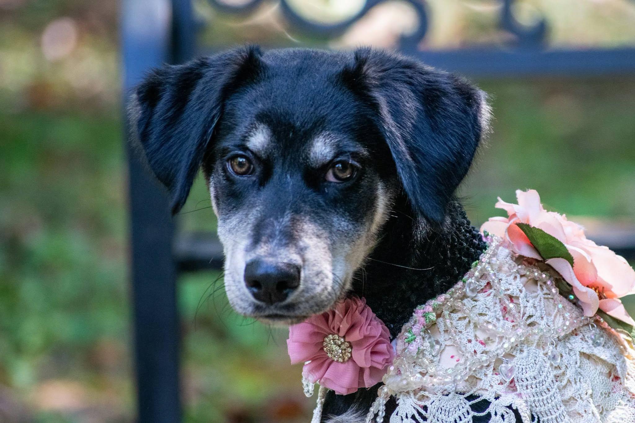Enlarge Eclipse, a Adoptable Hound in Sevierville, TN image 2/4