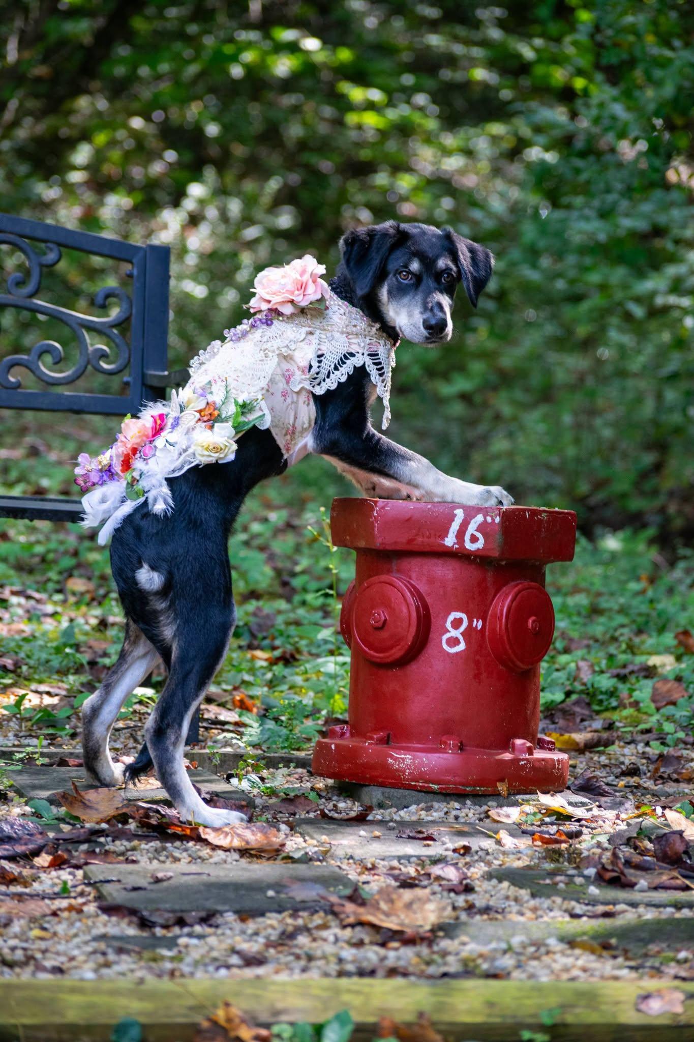 Enlarge Eclipse, a Adoptable Hound in Sevierville, TN image 3/4