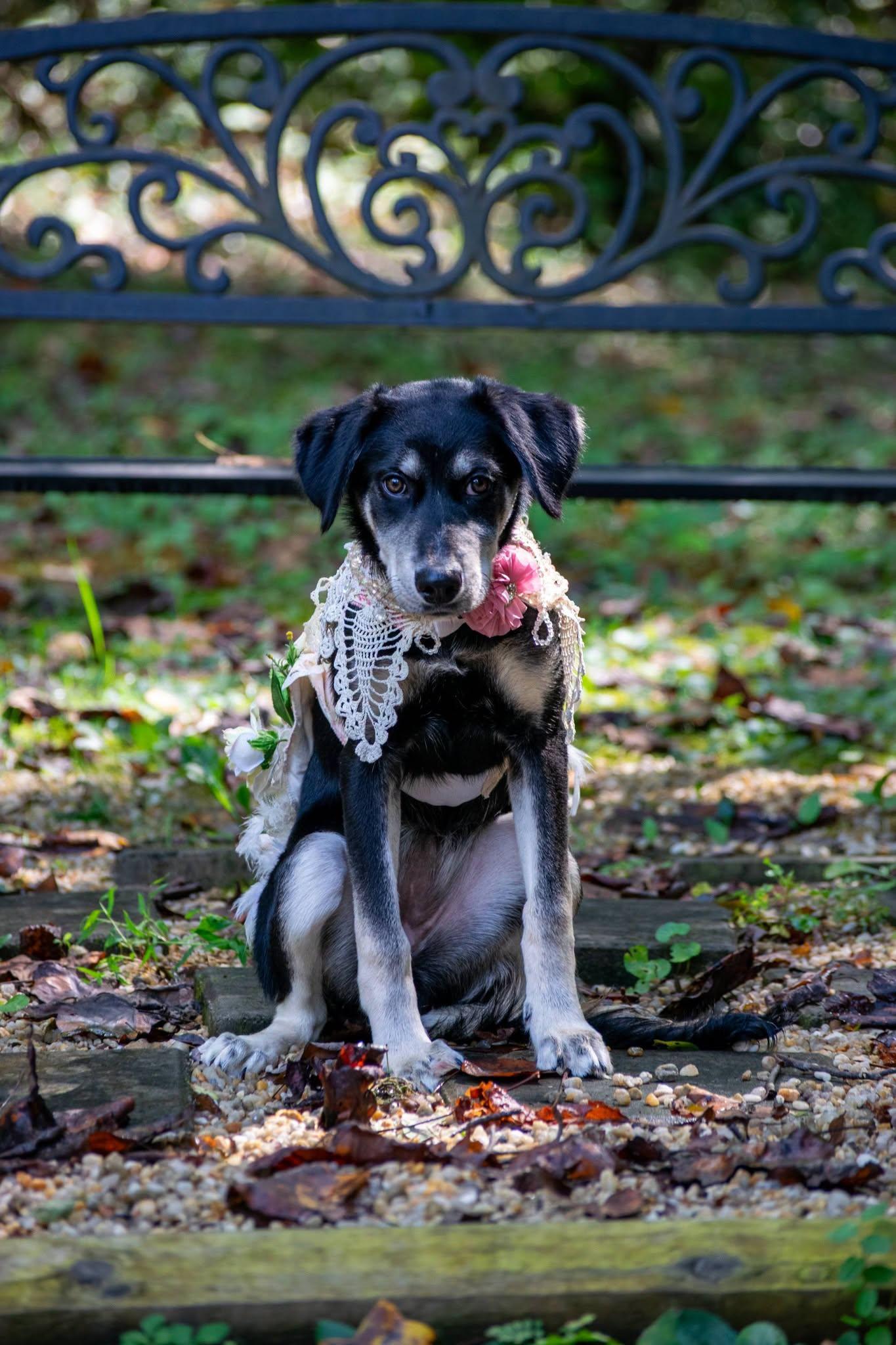 Enlarge Eclipse, a Adoptable Hound in Sevierville, TN image 4/4