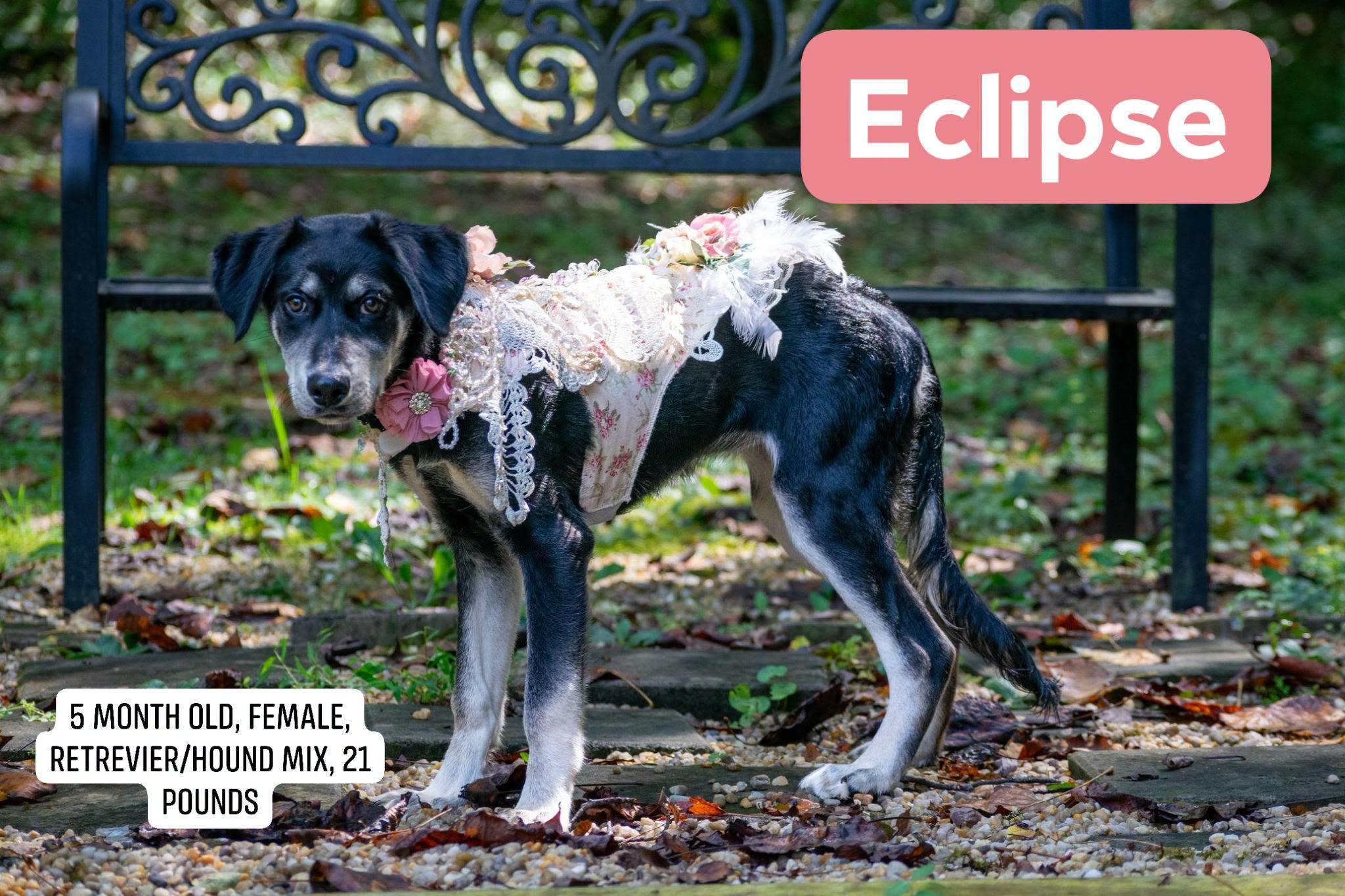 Enlarge Eclipse, a Adoptable Hound in Sevierville, TN image 1/4