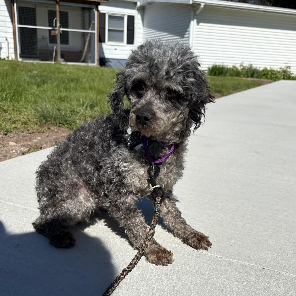 Pauline , adoptable, Adult Female Poodle (Toy).