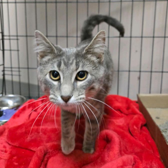 Miss Mischief, Adoptable, Kitten Female Domestic Short Hair.