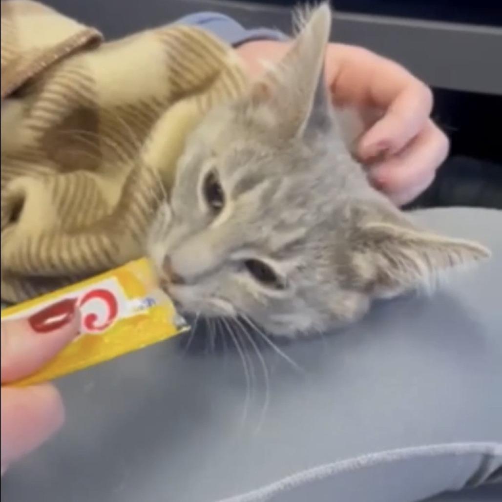 Enlarge Miss Mischief, a Adoptable Domestic Short Hair in Branson, MO image 3/5