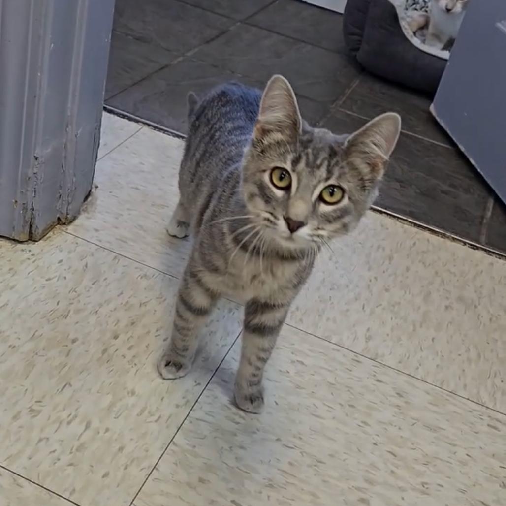 Miss Mischief, a Adoptable Domestic Short Hair in Branson, MO image 4/6