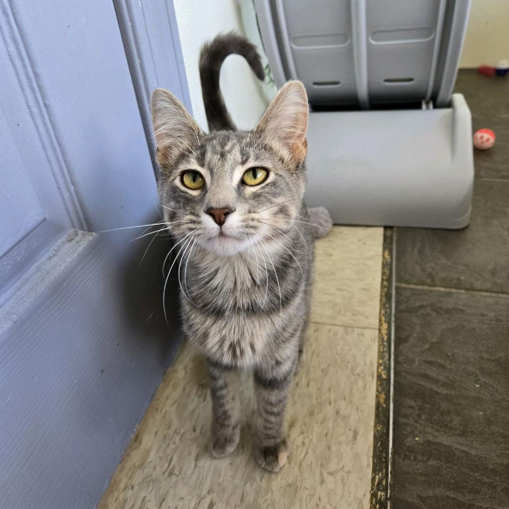 Miss Mischief, a Adoptable Domestic Short Hair in Branson, MO image 4/6