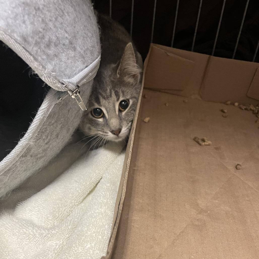 Enlarge Miss Mischief, a Adoptable Domestic Short Hair in Branson, MO image 4/5