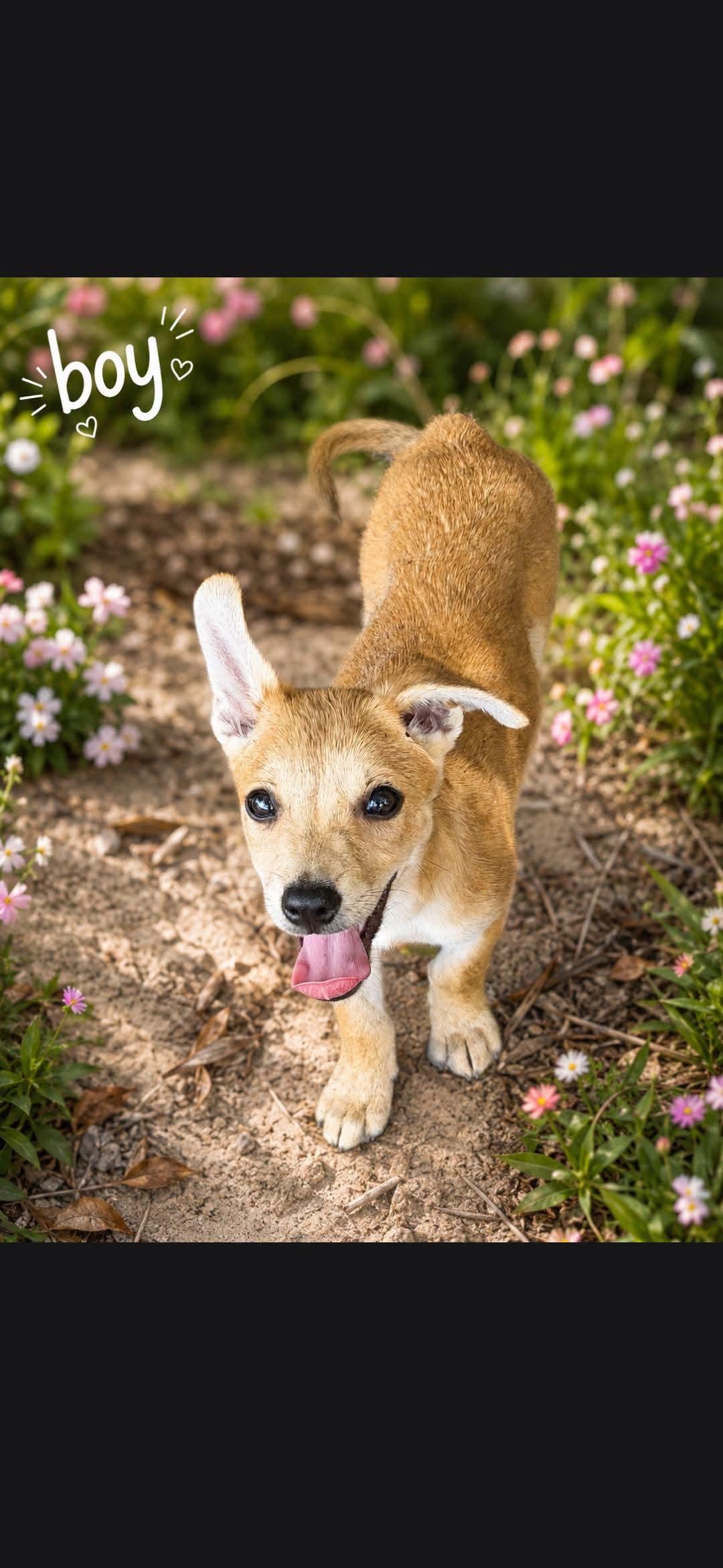 Peanut, Adopted, Puppy Male Feist.