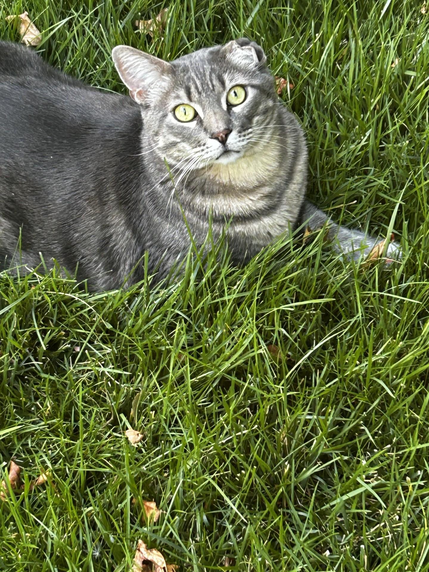 Enlarge Sammie, a Adoptable Tabby in Carson City, NV image 2/5