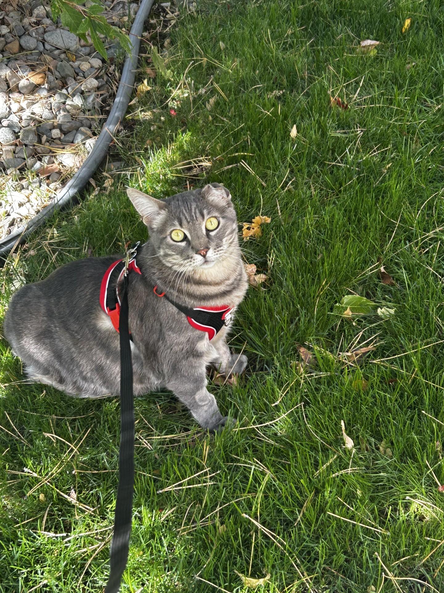 Enlarge Sammie, a Adoptable Tabby in Carson City, NV image 3/5