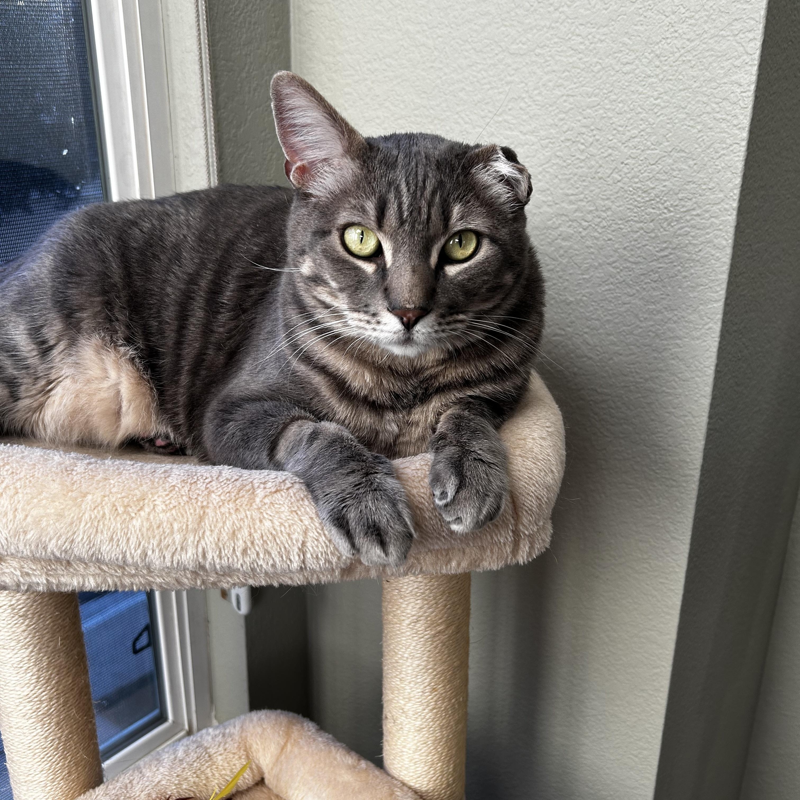 Enlarge Sammie, a Adoptable Tabby in Carson City, NV image 1/5