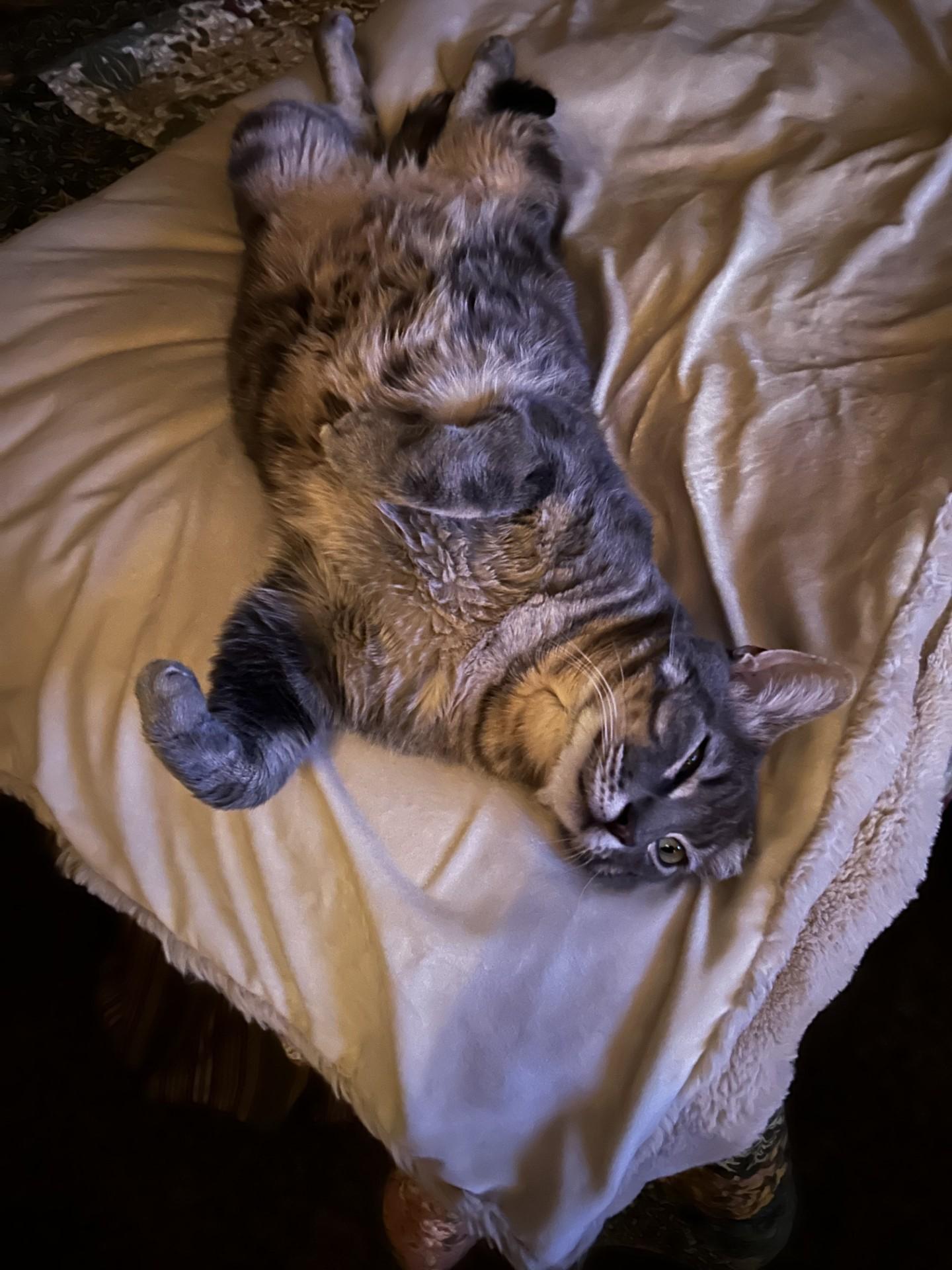 Enlarge Sammie, a Adoptable Tabby in Carson City, NV image 5/5