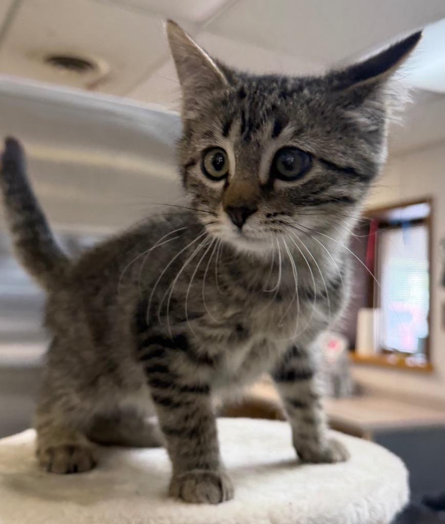 Enlarge Leonardo DiCatprio, a Adoptable Domestic Short Hair in Columbus, NE image 1/1