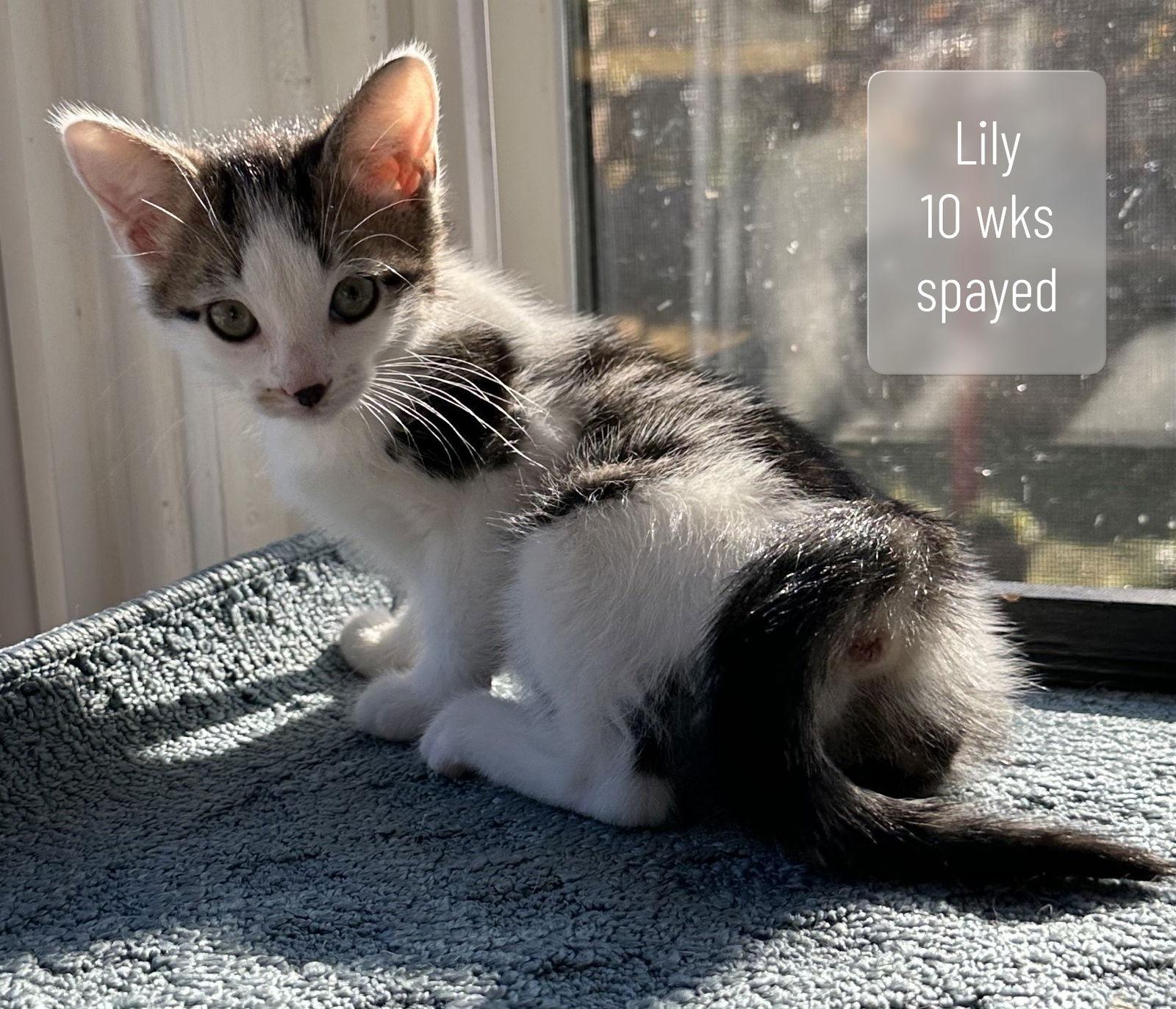 Lily, Adoptable, Young Female Domestic Short Hair.