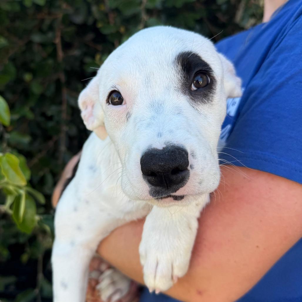 Enlarge Dottie, a Adoptable mixed breed in Santa Barbara, CA image 1/4