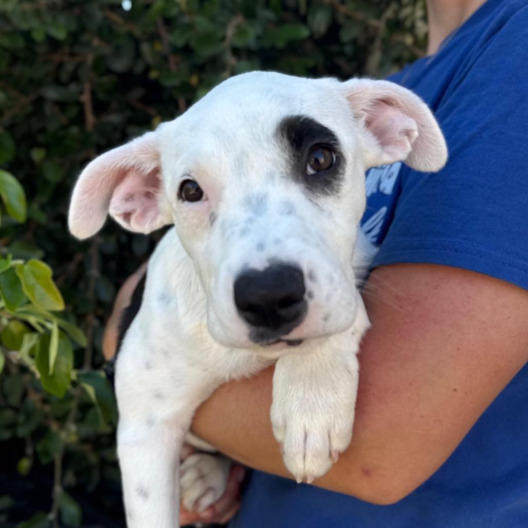 Enlarge Dottie, a Adoptable mixed breed in Santa Barbara, CA image 2/4
