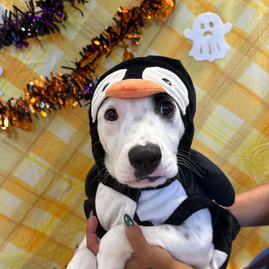Enlarge Dottie, a Adoptable mixed breed in Santa Barbara, CA image 3/4