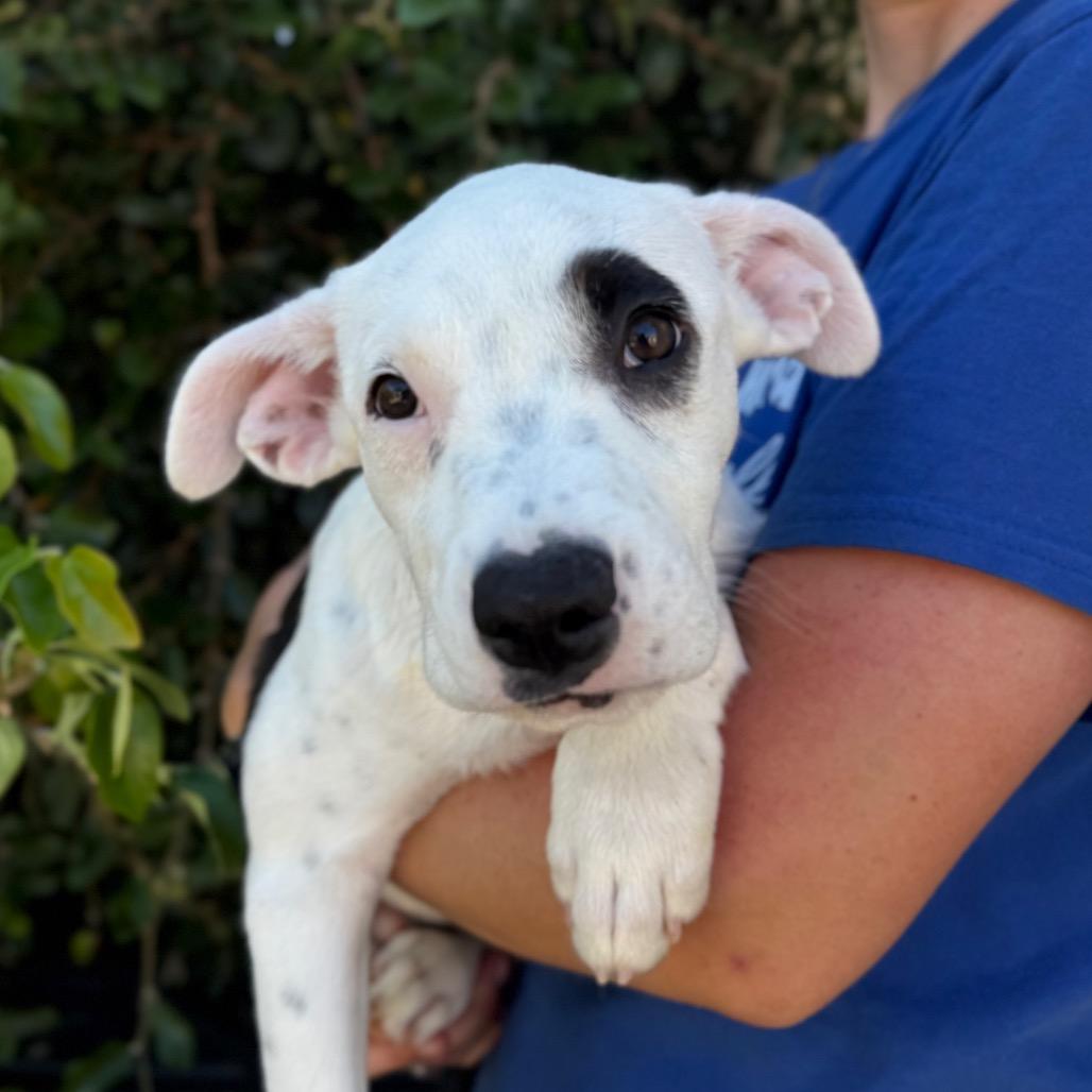 Enlarge Dottie, a Adoptable mixed breed in Santa Barbara, CA image 4/4
